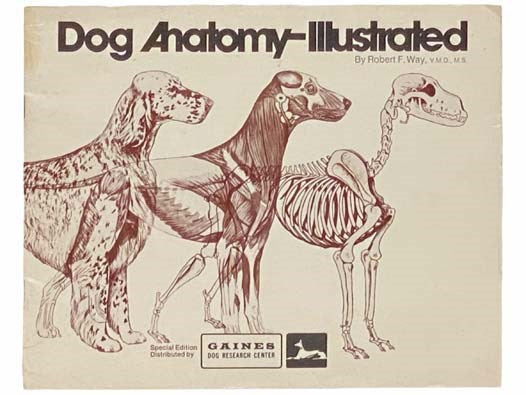 Dog Anatomy--Illustrated (Gaines Dog Research Center)