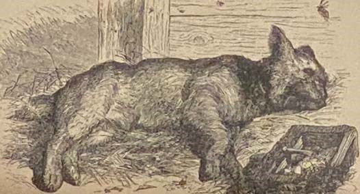 Billy's Hound