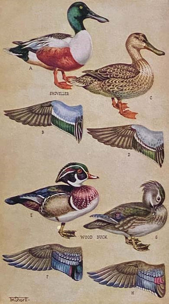The Ducks, Geese and Swans of North America: A Vade Mecum For the Naturalist and the Sportsman
