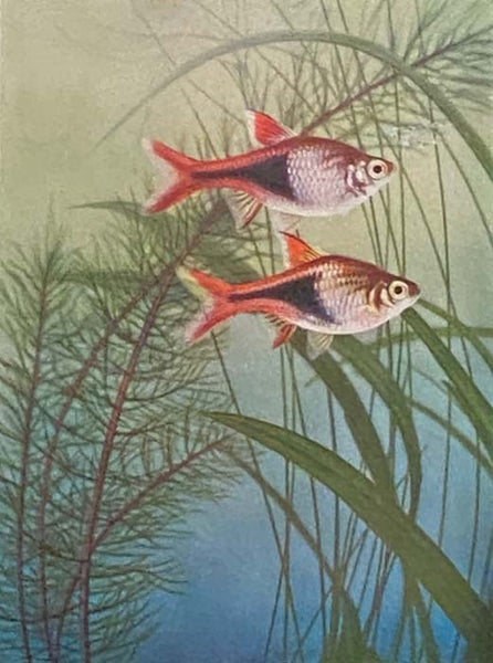 Exotic Aquarium Fishes: A Work of General Reference (Tenth Edition)