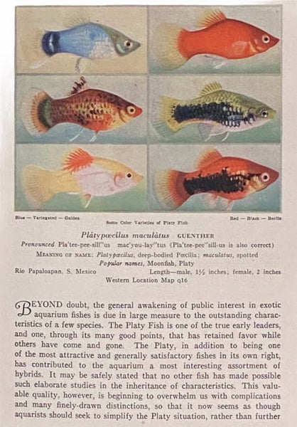Exotic Aquarium Fishes: A Work of General Reference (Tenth Edition)