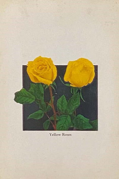 Floricultre Album in Color
