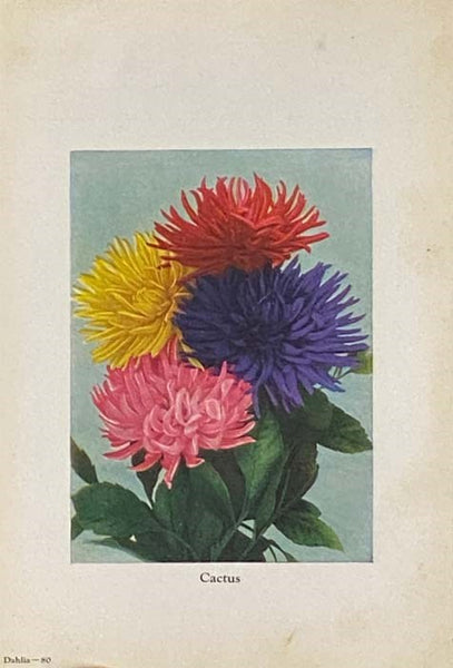 Floricultre Album in Color