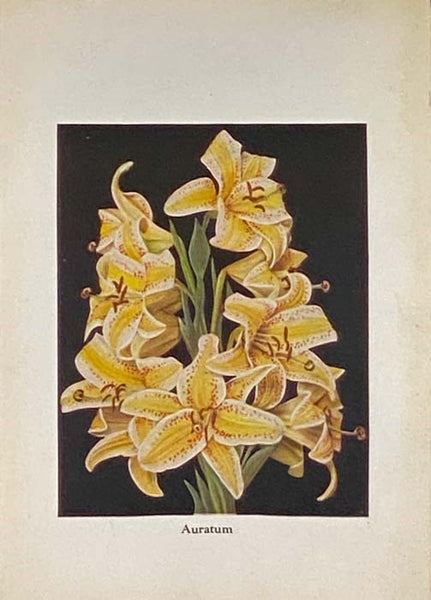 Floricultre Album in Color