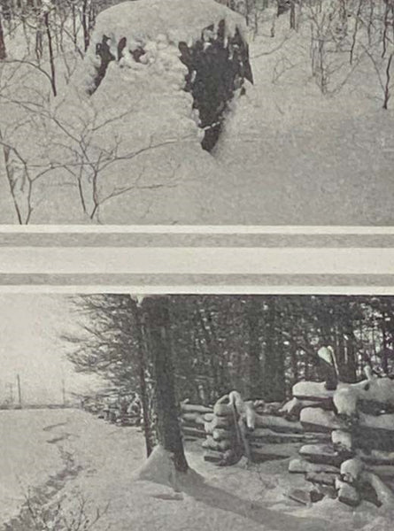 The Beech Woods: How the Neighbour Learned the Many Secrets of a Canadian Woods