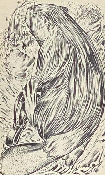 A Beaver's Story