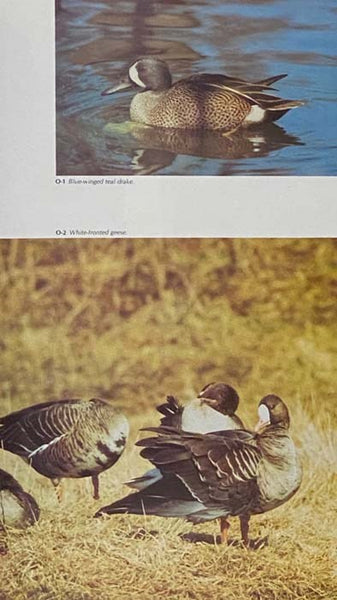 Game Bird Carving (New Revised Edition)