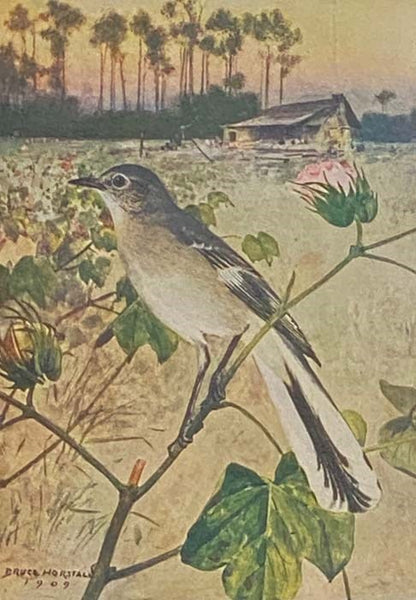 Birds Worth Knowing (Little Nature Library)