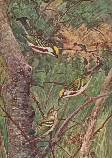 Birds Worth Knowing (Little Nature Library)