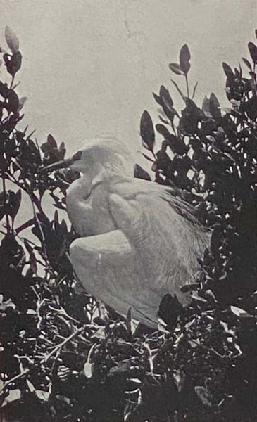 How to Study Birds: A Practical Guide for Amateur Bird-Lovers and Camera-Hunters