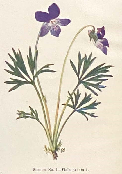 Violets of North America [with] Some Natural Violet Hybrids of North America