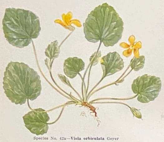 Violets of North America [with] Some Natural Violet Hybrids of North America