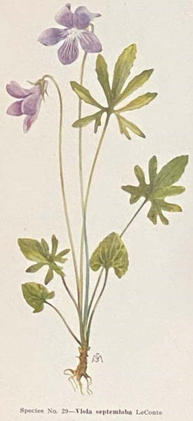 Violets of North America [with] Some Natural Violet Hybrids of North America