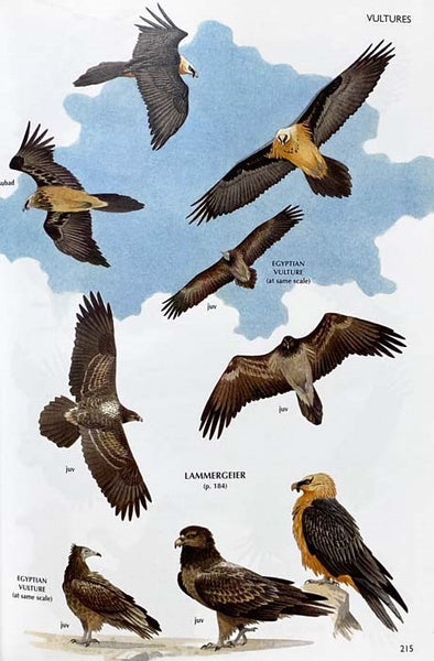 The Handbook of Bird Identification for Europe and the Western Palearctic