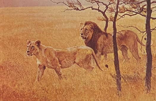 Classic African Animals: The Big Five
