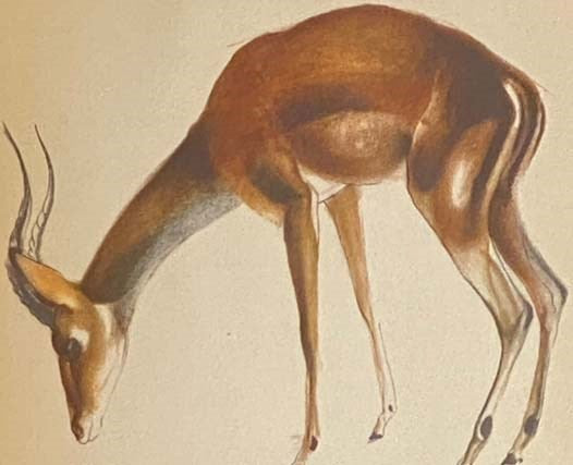 Animal Drawing (The Studio "How To Do It" Series, No. 10)