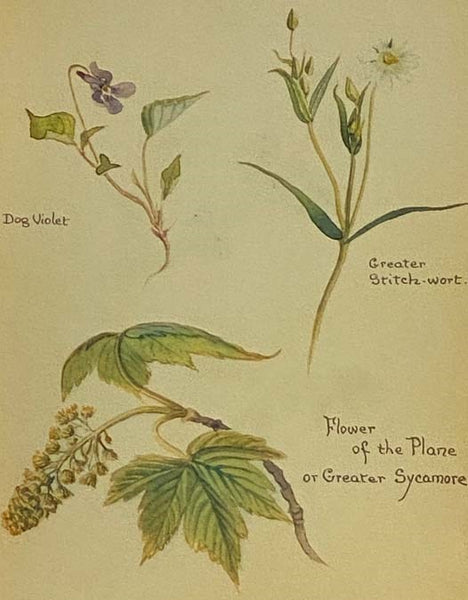 The Nature Notes of an Edwardian Lady