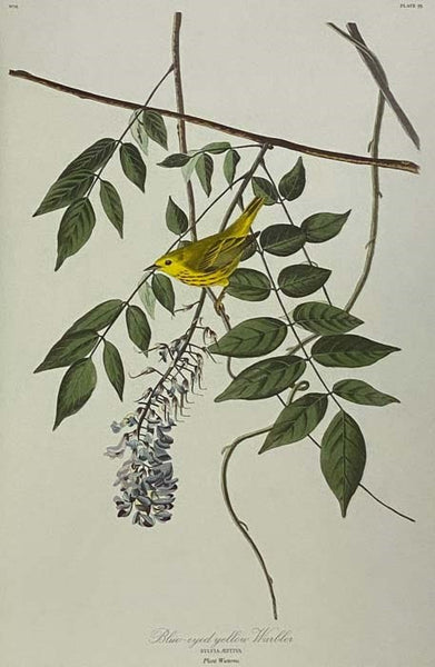 The Birds of America
