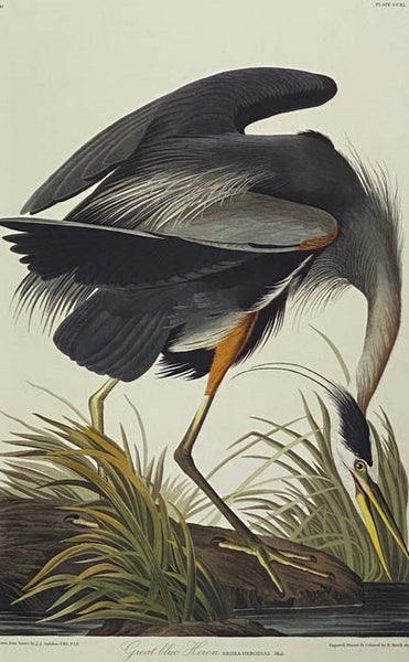 The Birds of America