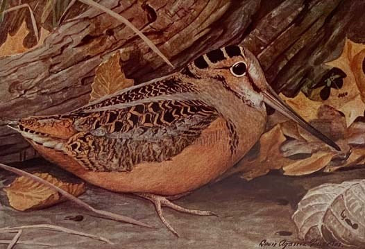 Birds of America