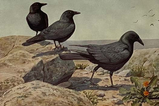Birds of America