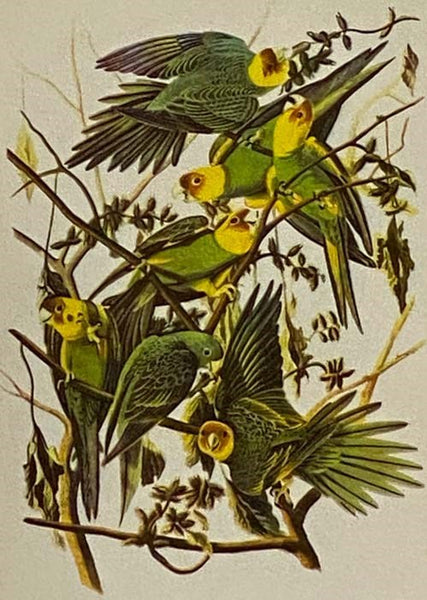 Audubon's Birds of America (Popular Edition)