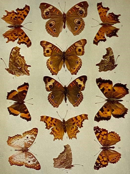 The Butterfly Book: A Popular Guide to a Knowledge of the Butterflies of North America