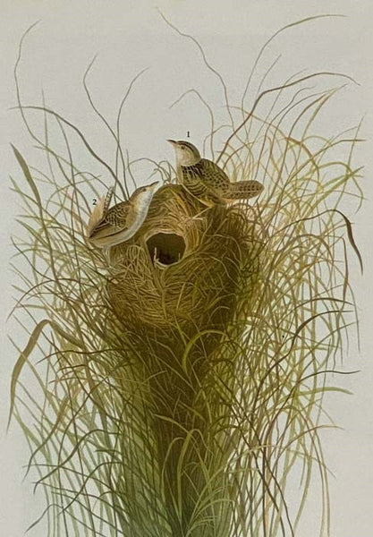 The Birds of America