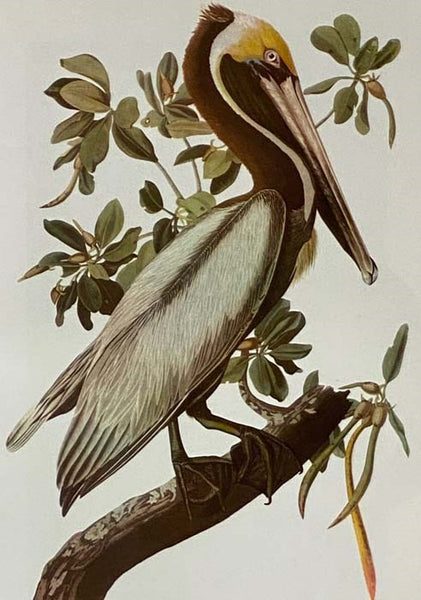 The Birds of America