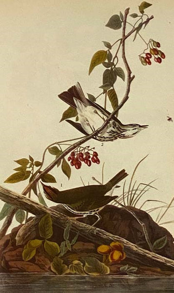 The Birds of America