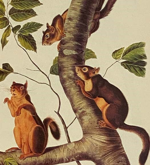 The Imperial Collection of Audubon Animals: The Quadrupeds of North America