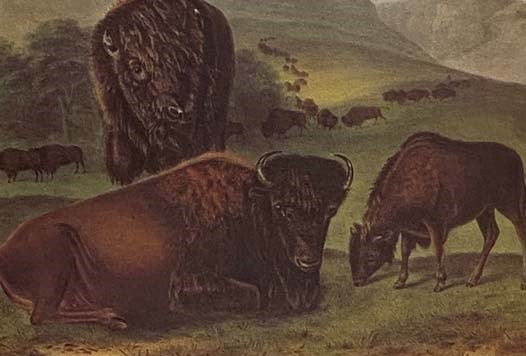 The Imperial Collection of Audubon Animals: The Quadrupeds of North America