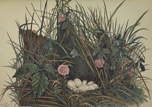 America's Other Audubon