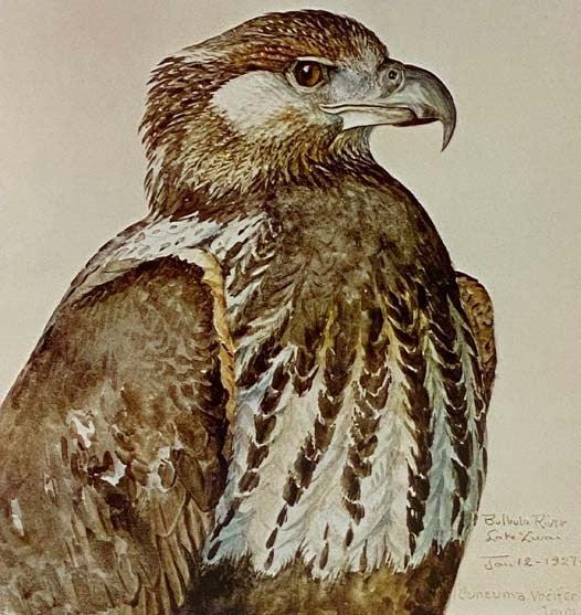 Louis Agassiz Fuertes and the Singular Beauty of Birds