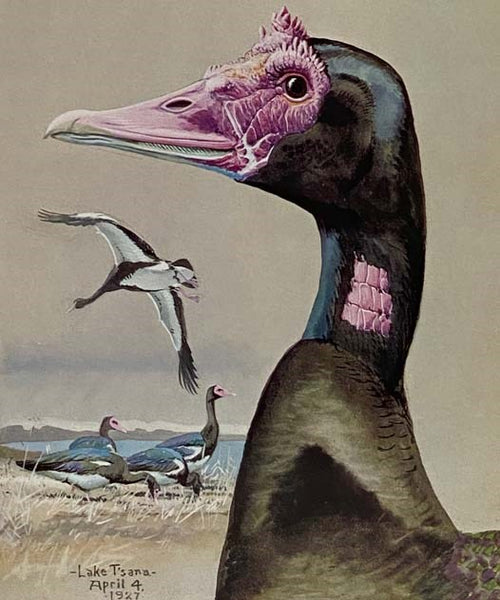 Louis Agassiz Fuertes and the Singular Beauty of Birds