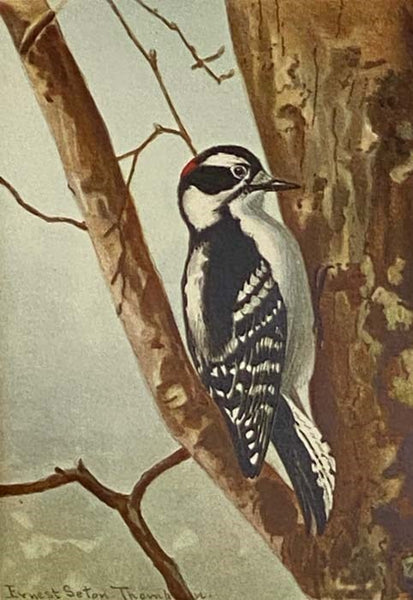 Bird-Life: A Guide to the Study of Our Common Birds (Edition in Colors)