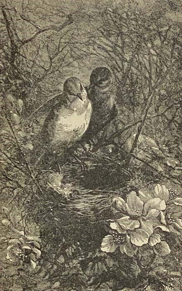 The Poetical Works of Alfred Tennyson. Illustrated.