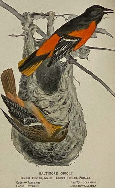 Gray Lady and the Birds: Stories of the Bird Year for Home and School
