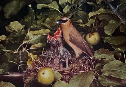 Living Birds of the World