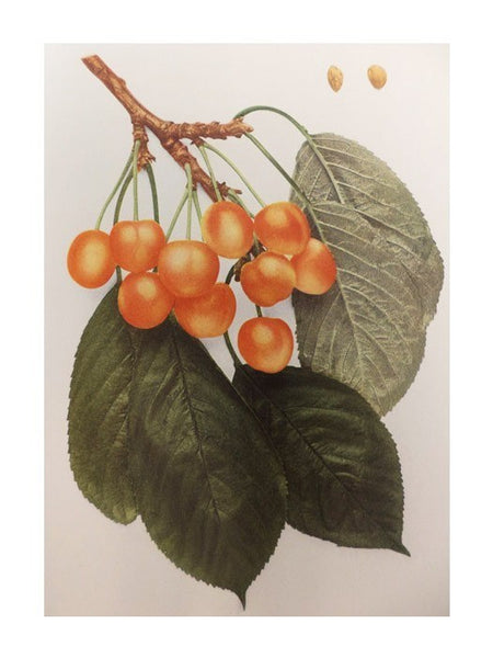 The Cherries of New York (Report of the New York Agricultural Experiment Station for the Year 1914, Volume II) (State of New York - Department of Agriculture Twenty-Second Annual Report, Vol. 2, Part II)