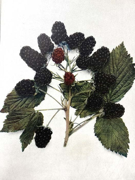 The Small Fruits of New York (Report of the New York Agricultural Experiment Station for the Year Ending June 30, 1925, Volume II [2]) (State of New York - Department of Farms and Markets Thirty-third Annual Report, Part II)