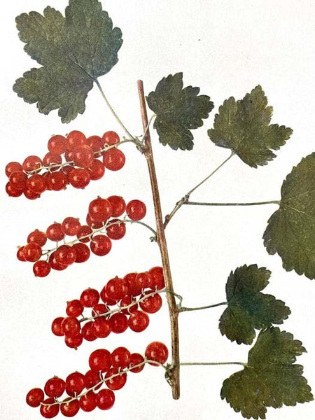 The Small Fruits of New York (Report of the New York Agricultural Experiment Station for the Year Ending June 30, 1925, Volume II [2]) (State of New York - Department of Farms and Markets Thirty-third Annual Report, Part II)