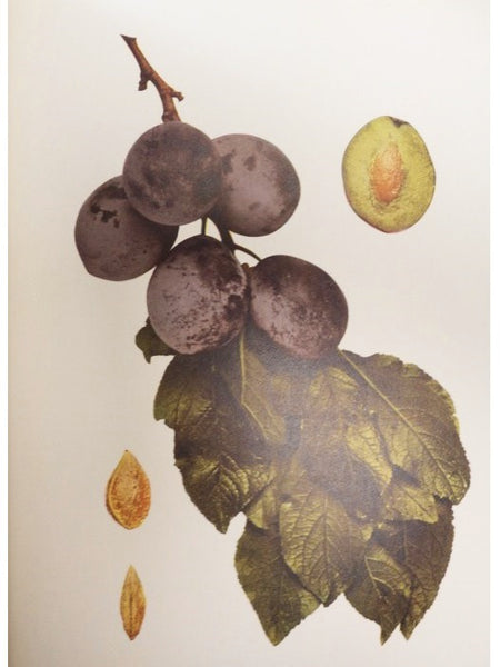 The Plums of New York (Report of the New York Agricultural Experiment Station for the Year 1910, Volume II) (State of New York - Department of Agriculture Eighteenth Annual Report, Vol. 3, Part II)