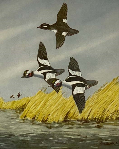 Treasury of Waterfowl (Sports Afield)