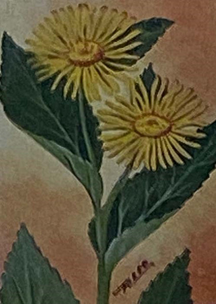 Flower Guide: Wild Flowers East of the Rockies