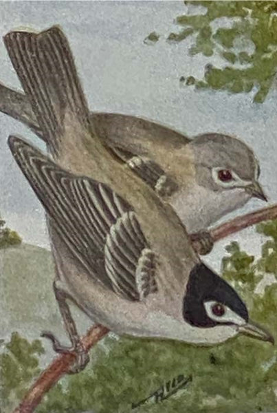 Bird Guide: Land Birds East of the Rockies from Parrots to Bluebirds