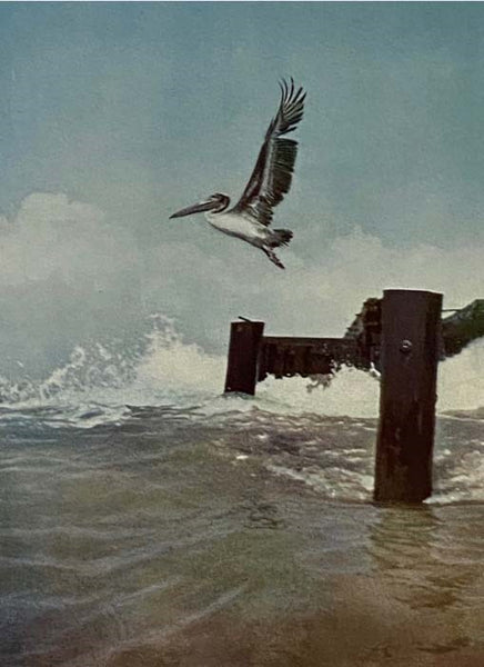 Stalking Birds with Color Camera