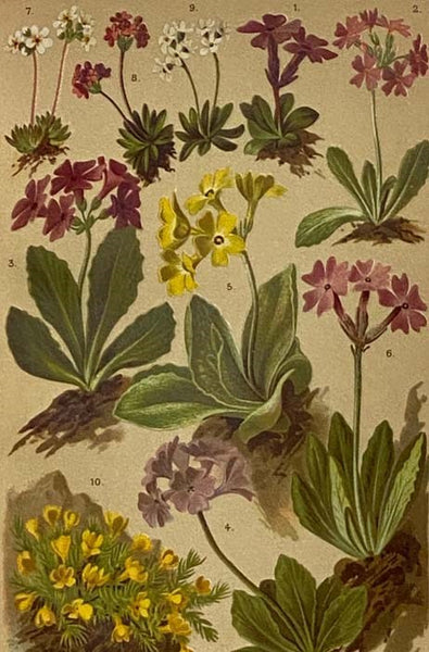 Coloured Vade-Mecum to the Alpine Flora, Text in English, French and German