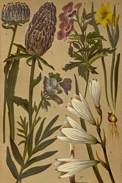 Coloured Vade-Mecum to the Alpine Flora, Text in English, French and German