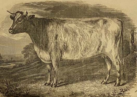 Transactions of the N.Y. State Agricultural Society, with an Abstract of the Proceedings of the County Agricultural Societies, with B.P. Johnson's Report on the Industrial Exhibition, London, 1851 (Vol. XI) [New York]